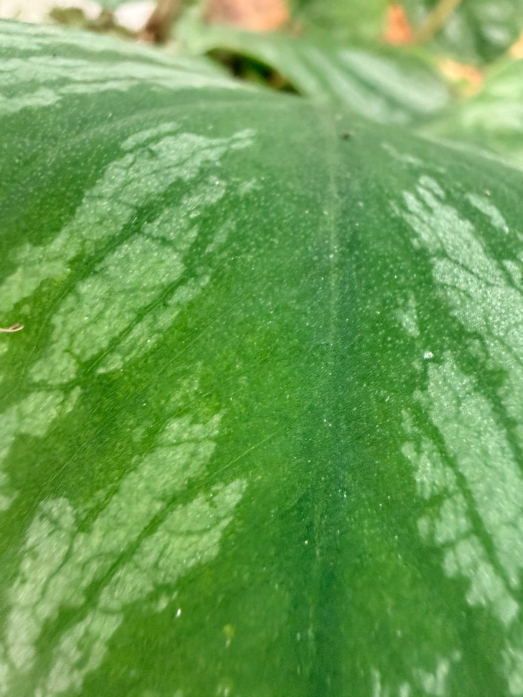 Monstera Dubia