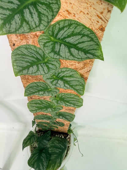 Monstera Dubia
