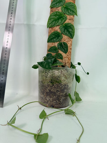 Monstera Dubia