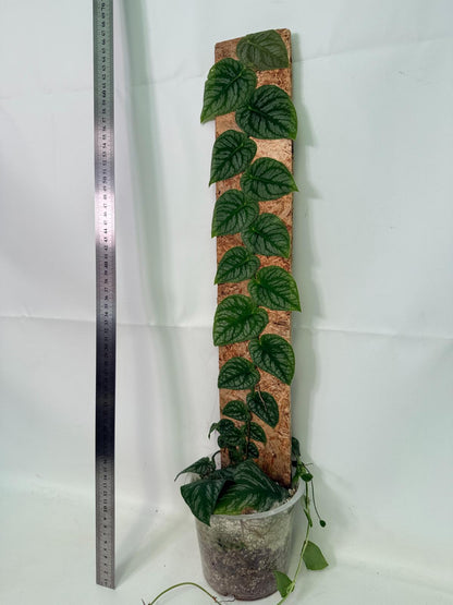 Monstera Dubia