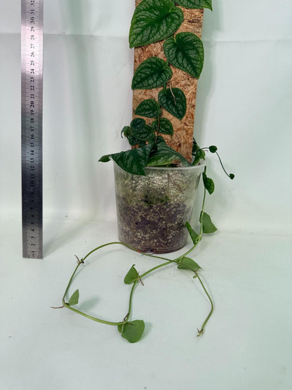 Monstera Dubia