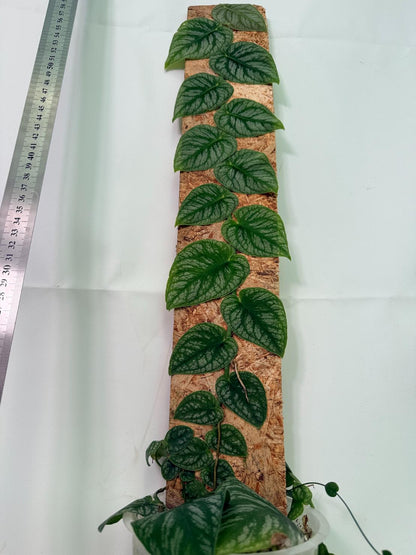 Monstera Dubia