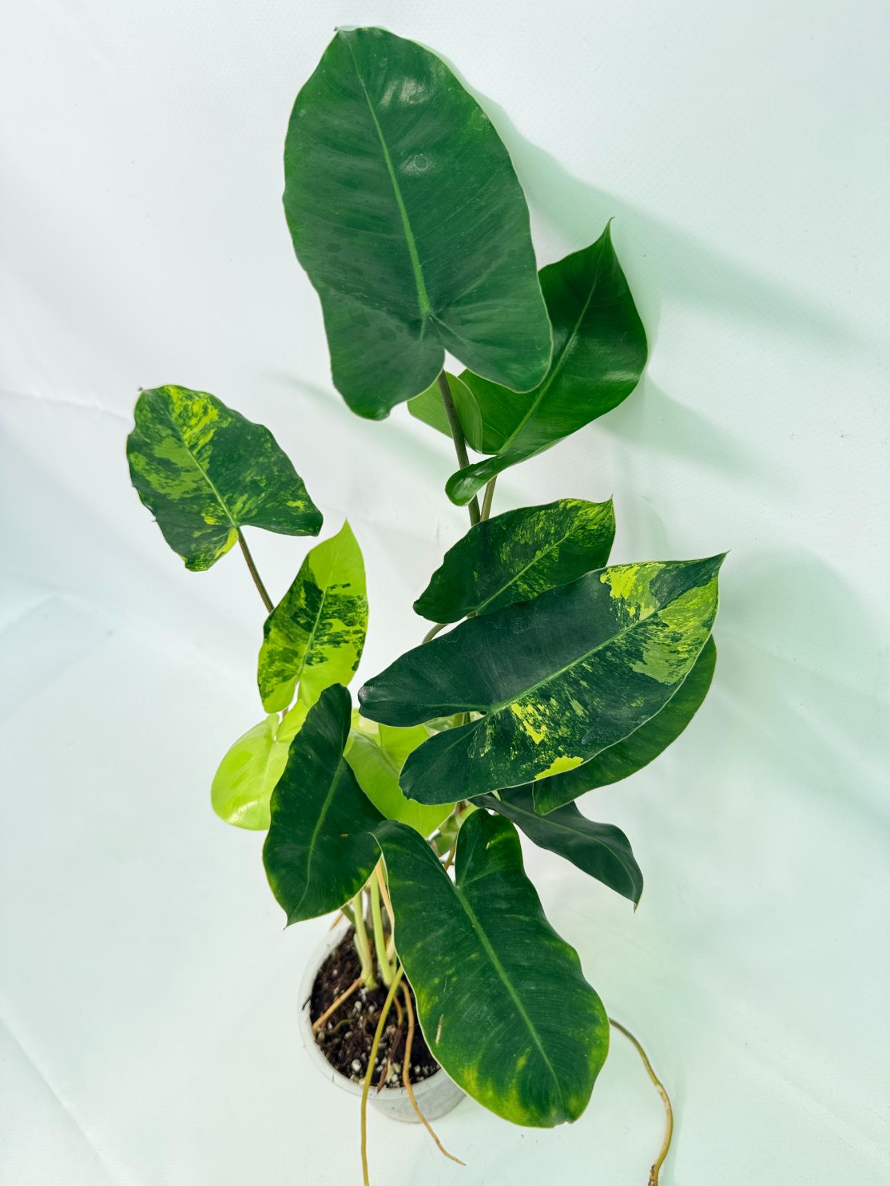 Philodendron Burle Marx Variegata