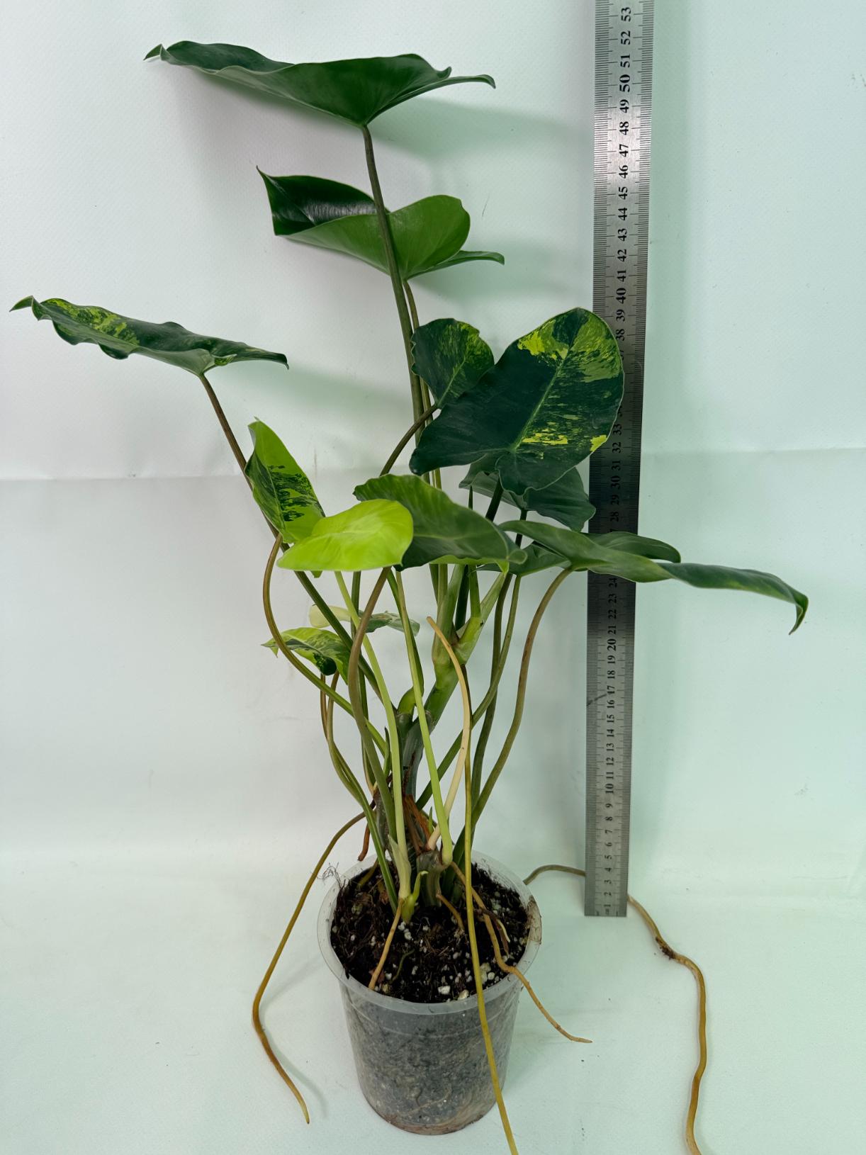 Philodendron Burle Marx Variegata