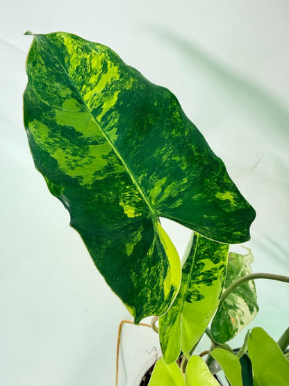 Philodendron Burle Marx Variegata