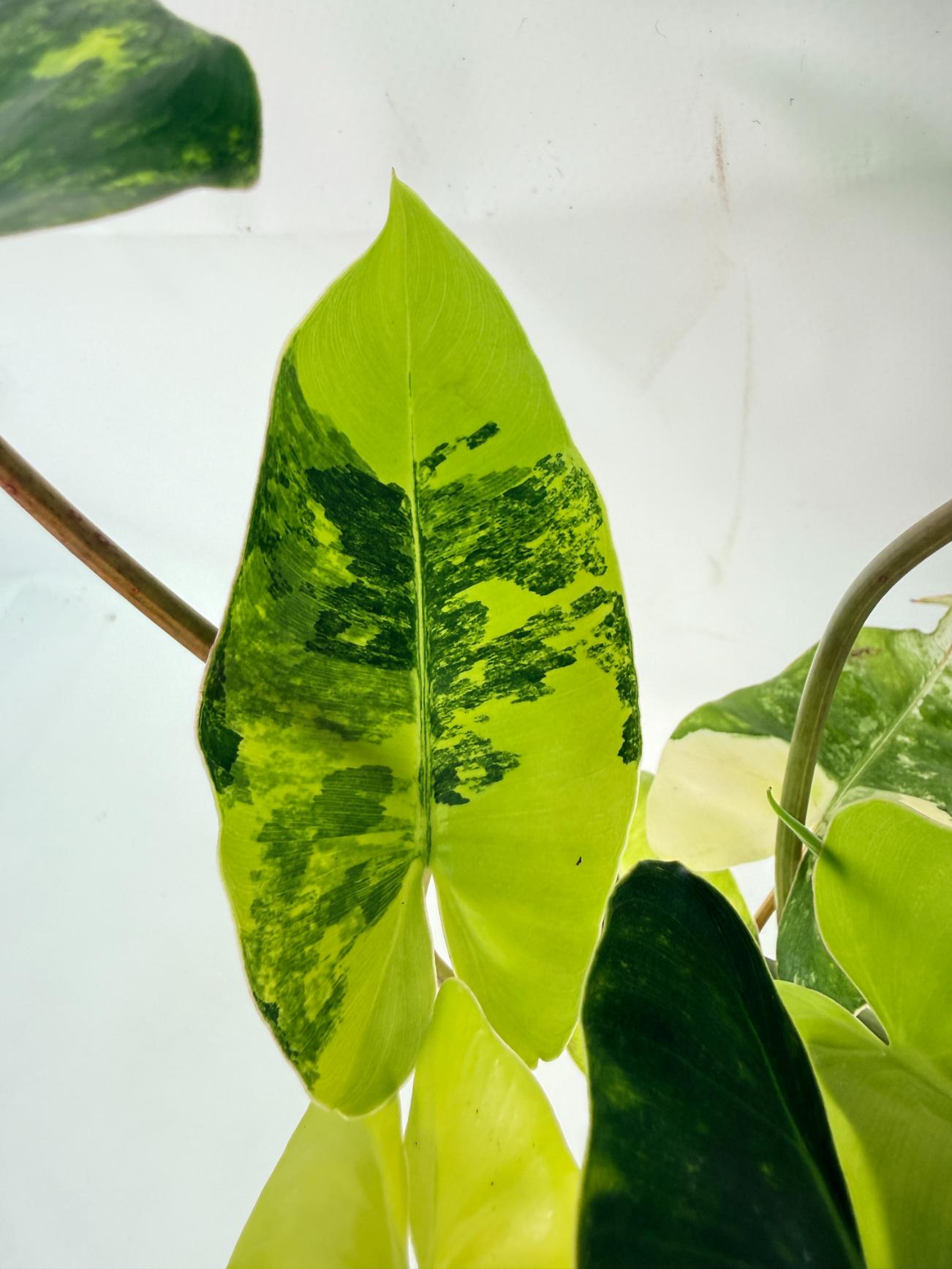 Philodendron Burle Marx Variegata
