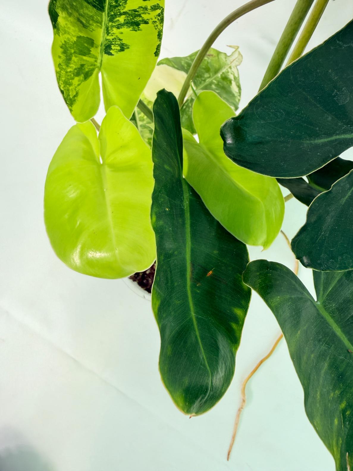 Philodendron Burle Marx Variegata