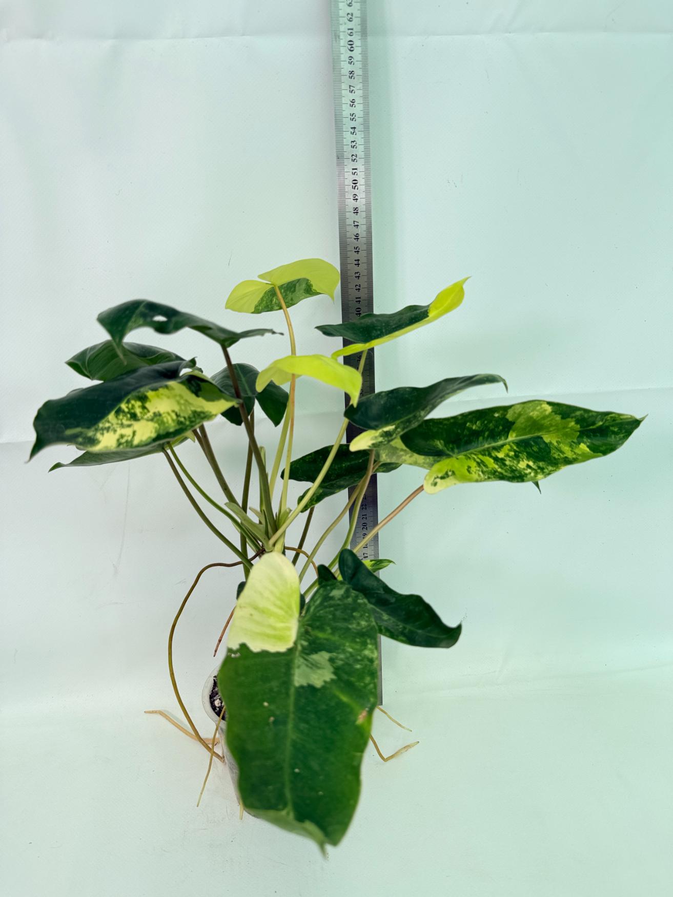 Philodendron Burle Marx Variegata