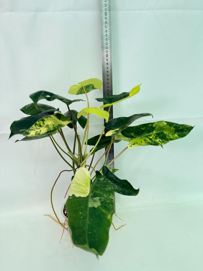 Philodendron Burle Marx Variegata