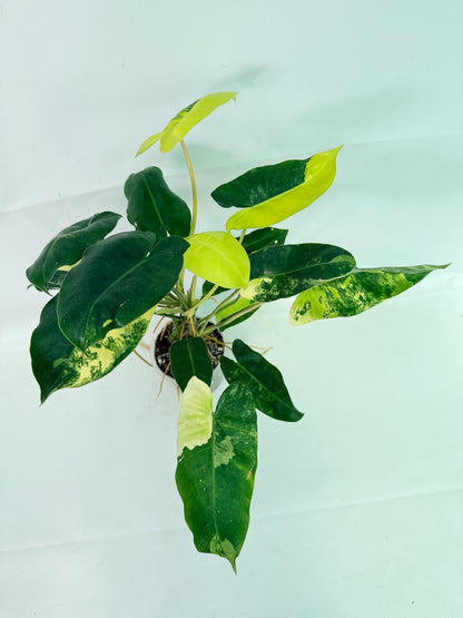 Philodendron Burle Marx Variegata
