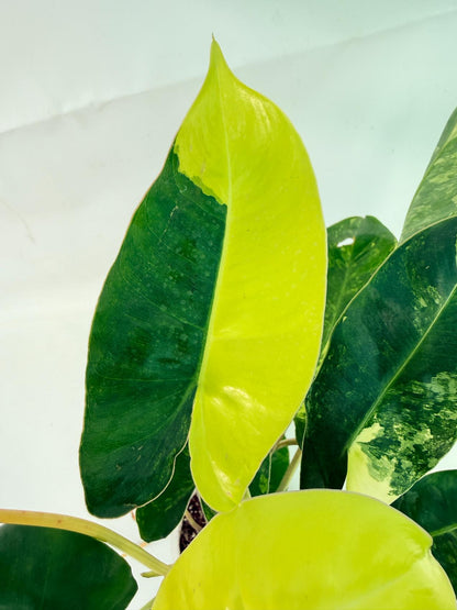 Philodendron Burle Marx Variegata