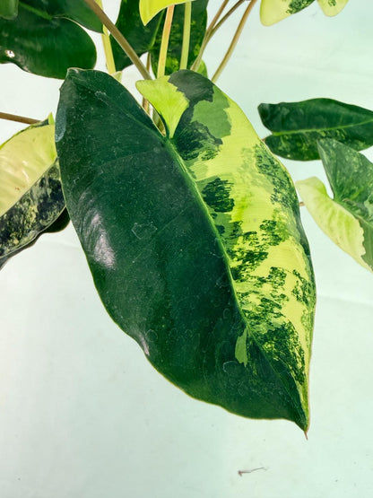 Philodendron Burle Marx Variegata