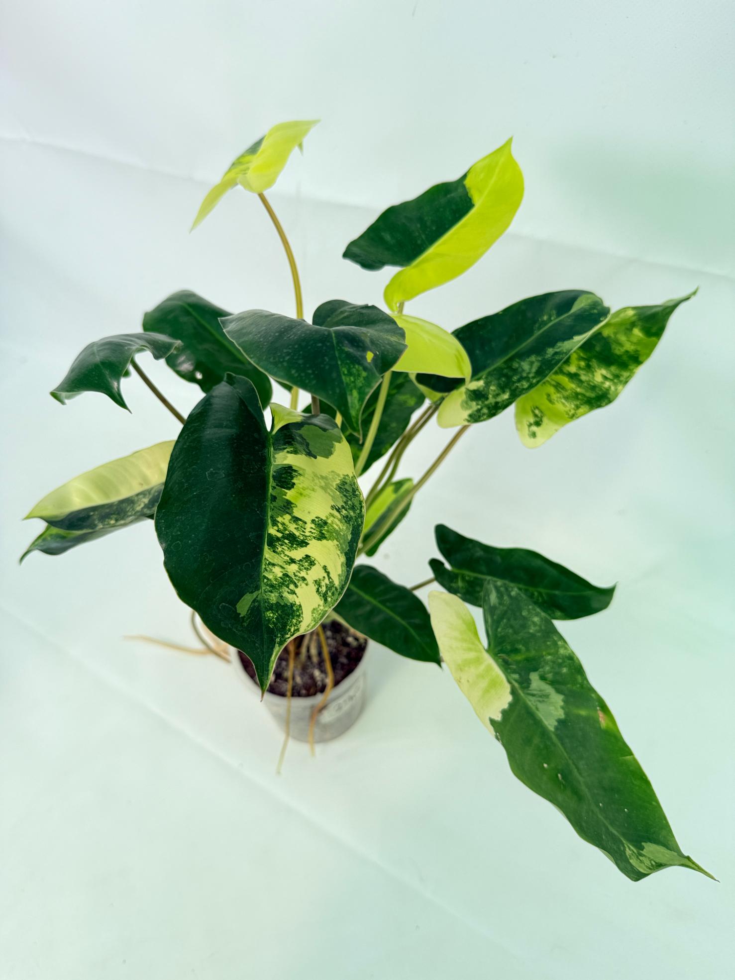 Philodendron Burle Marx Variegata