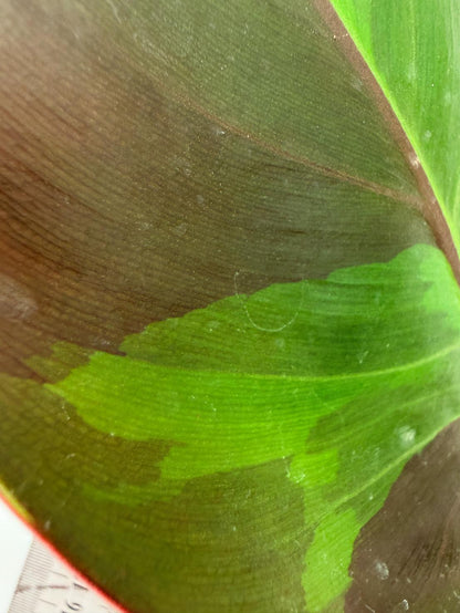 Philodendron Yellow Flame variegata