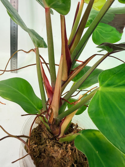 Philodendron Yellow Flame variegata