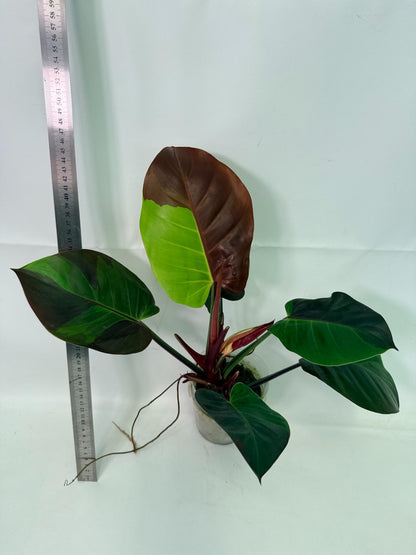 Philodendron Yellow Flame variegata