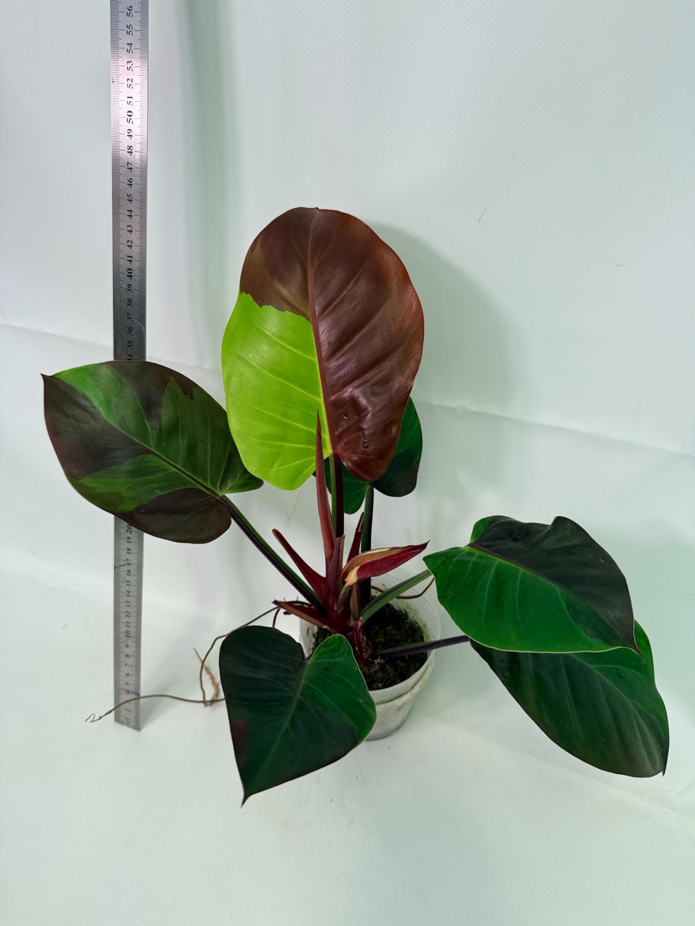 Philodendron Yellow Flame variegata