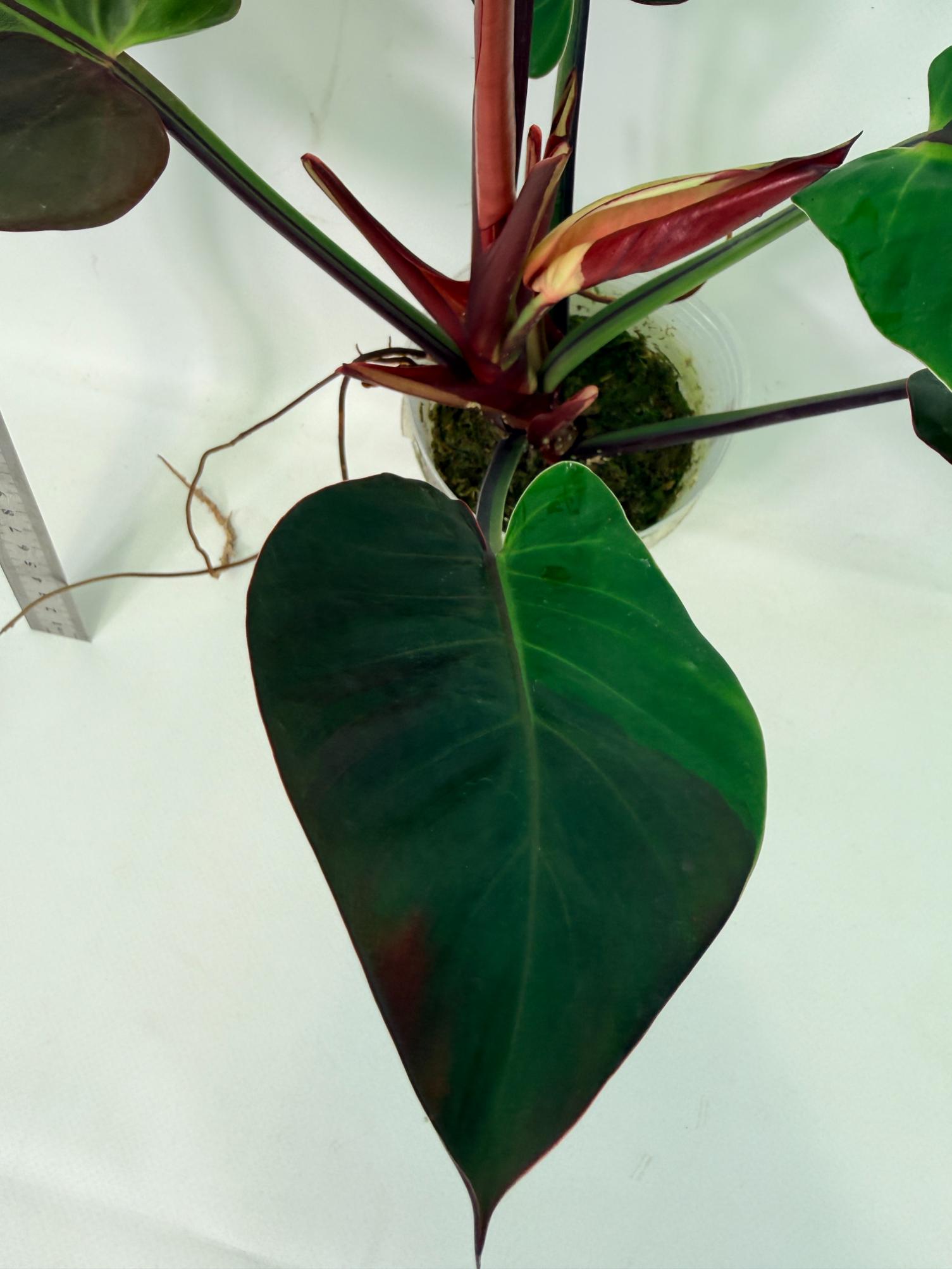 Philodendron Yellow Flame variegata