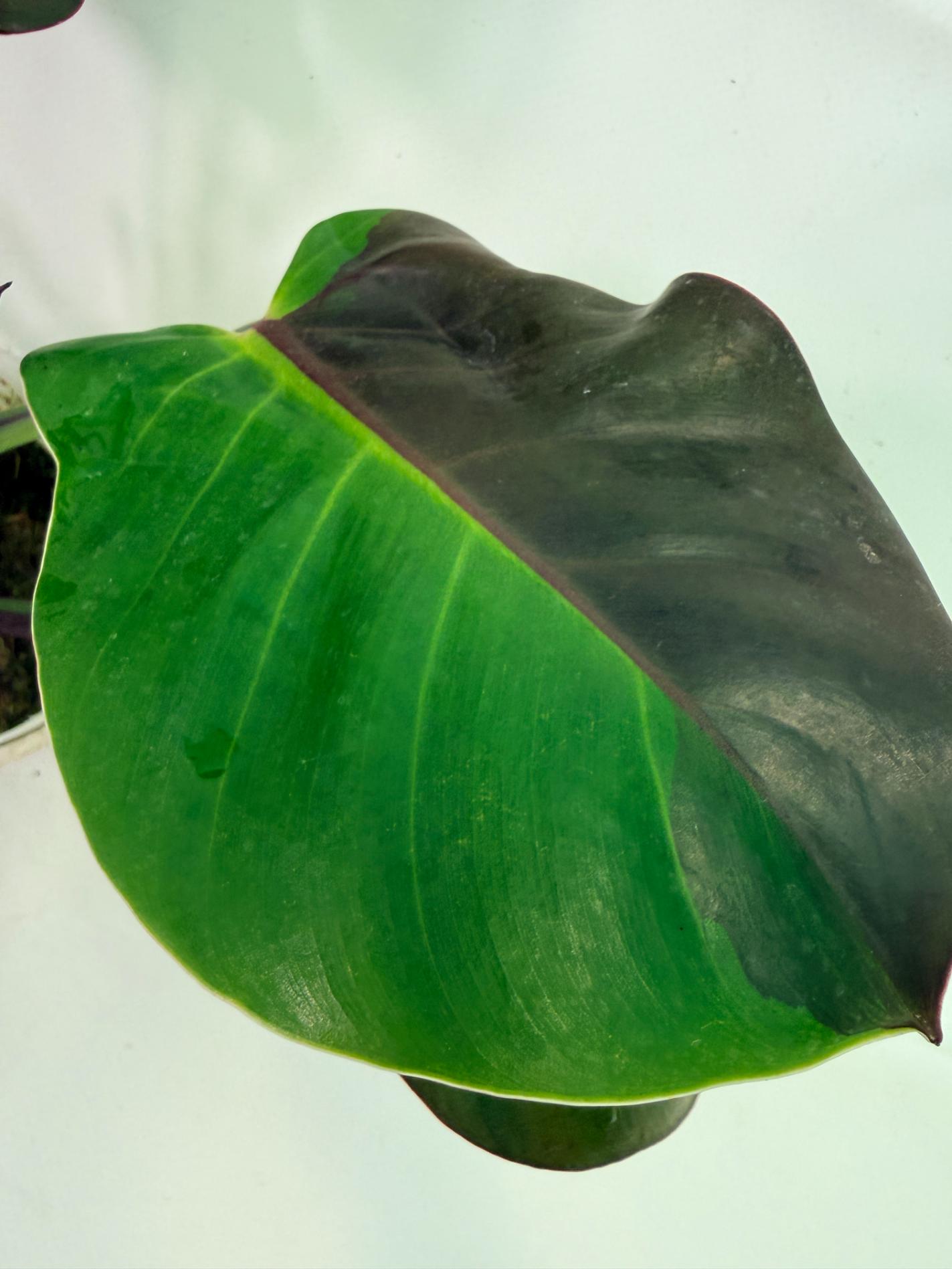 Philodendron Yellow Flame variegata