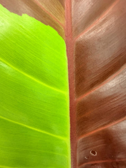 Philodendron Yellow Flame variegata