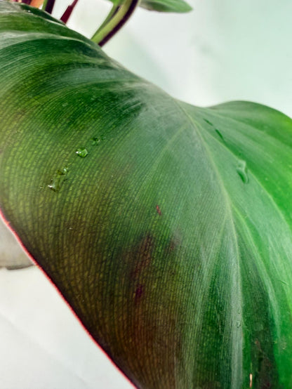 Philodendron Yellow Flame variegata