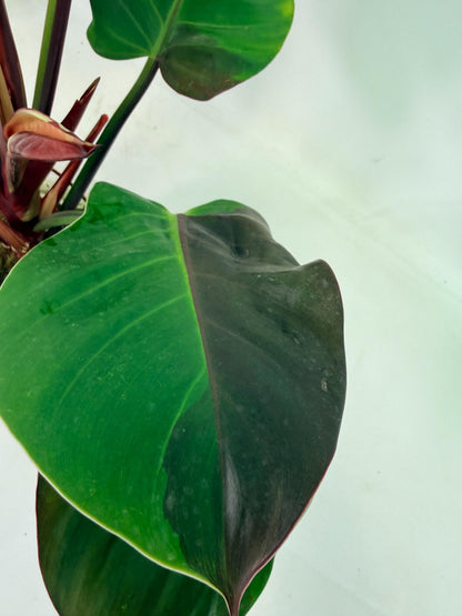 Philodendron Yellow Flame variegata