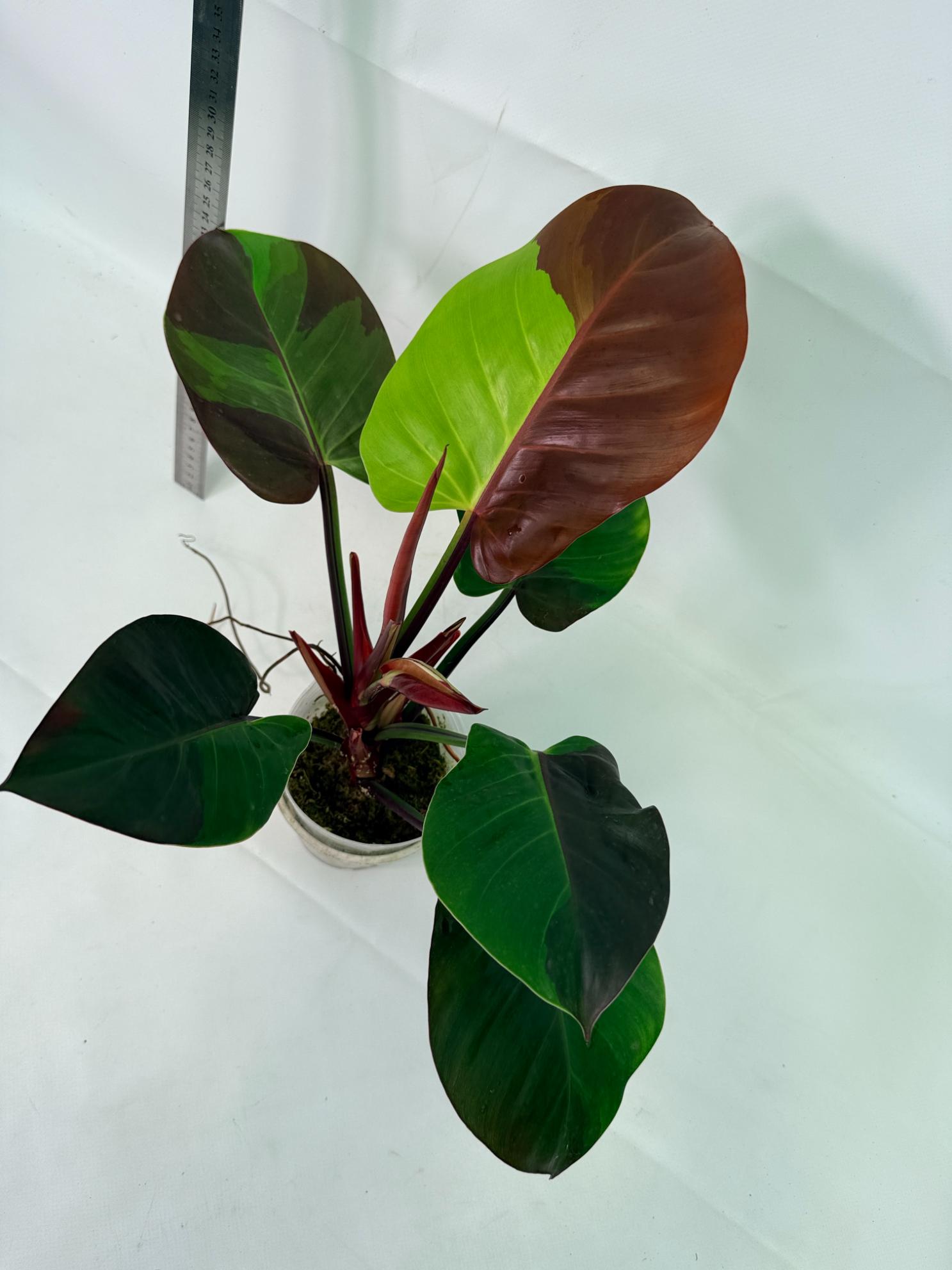 Philodendron Yellow Flame variegata