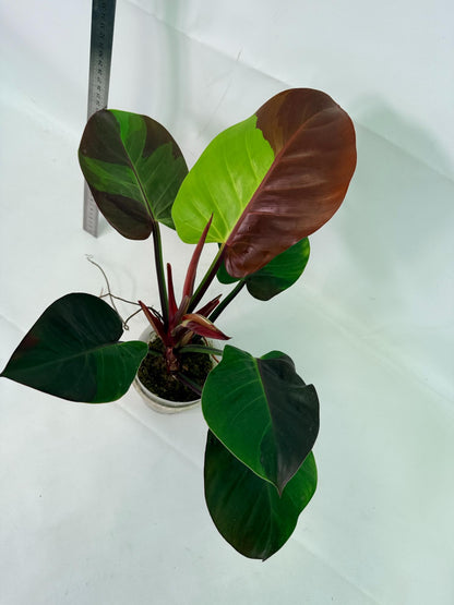 Philodendron Yellow Flame variegata