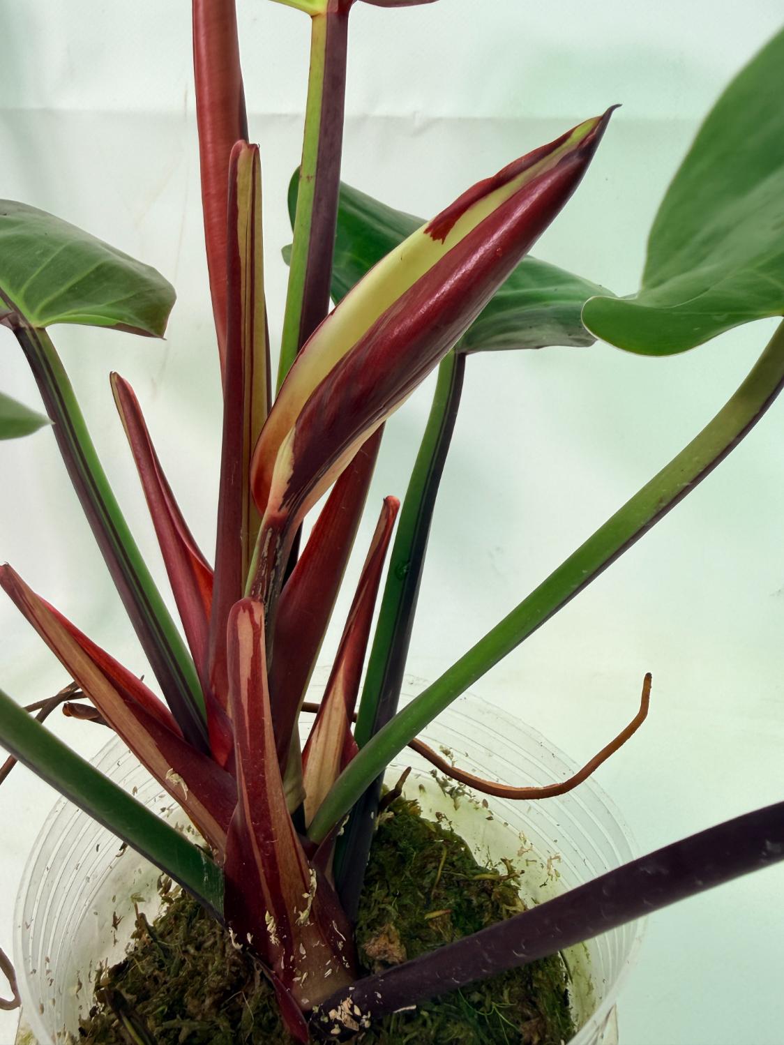 Philodendron Yellow Flame variegata
