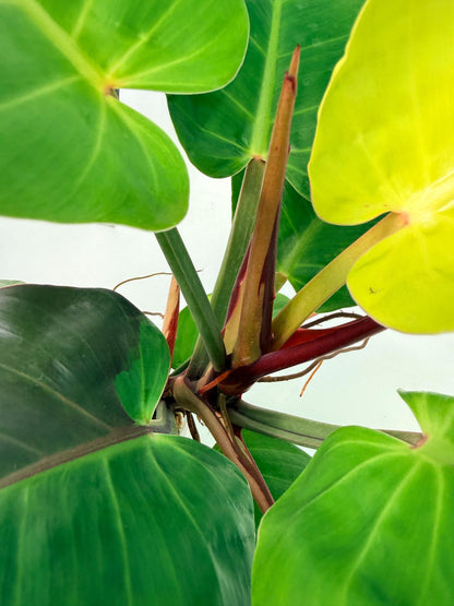 Philodendron Yellow Flame variegata