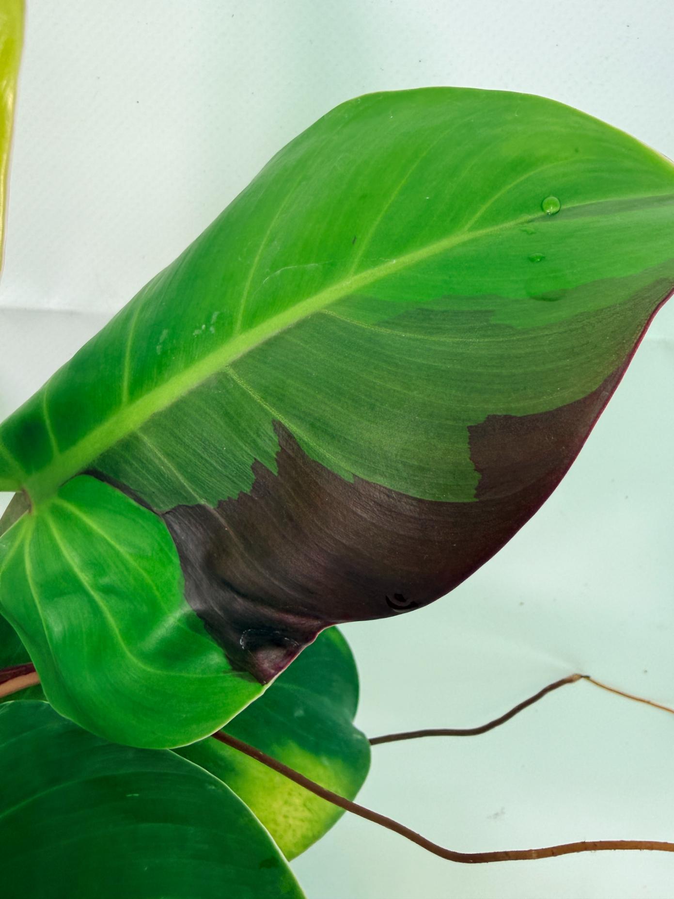 Philodendron Yellow Flame variegata