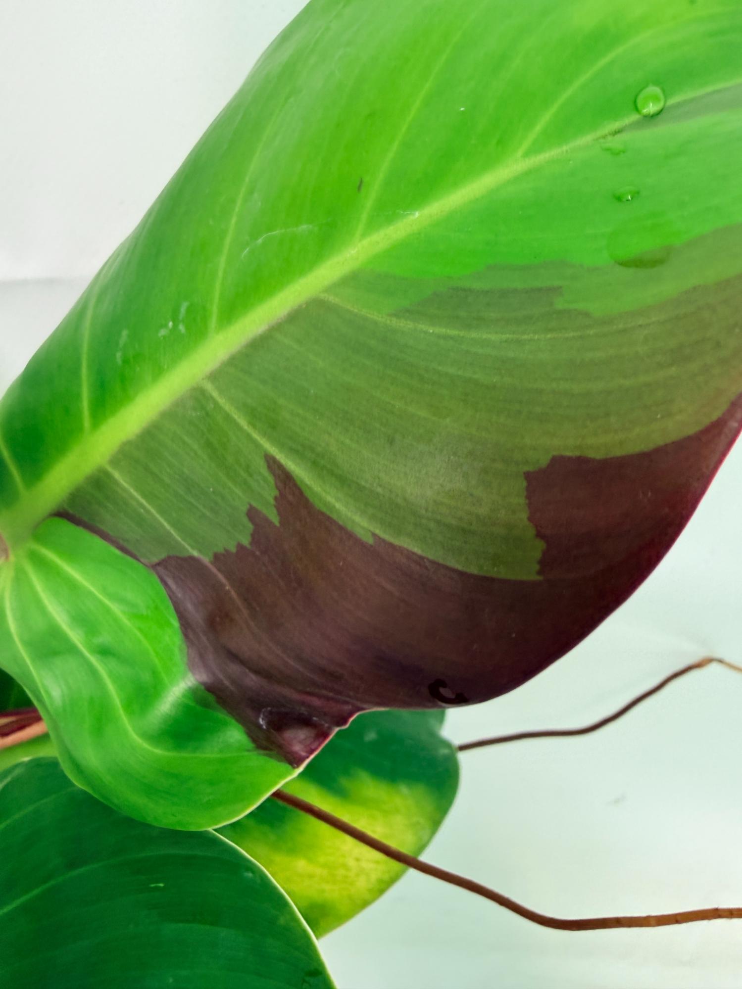 Philodendron Yellow Flame variegata