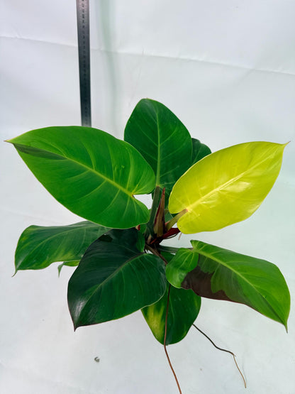 Philodendron Yellow Flame variegata