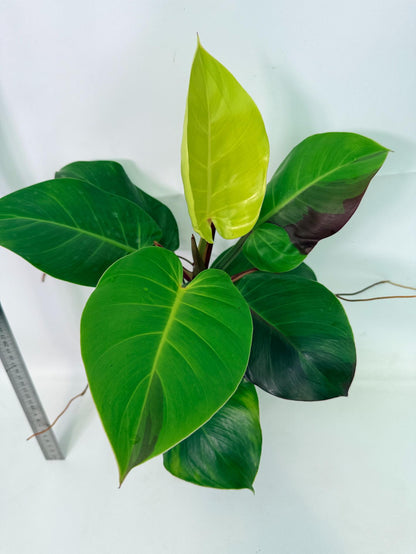 Philodendron Yellow Flame variegata