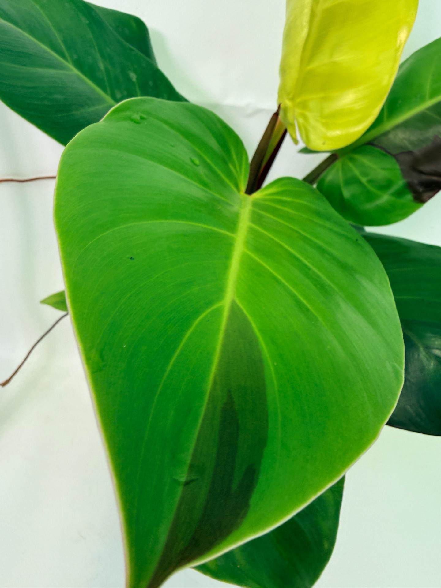 Philodendron Yellow Flame variegata