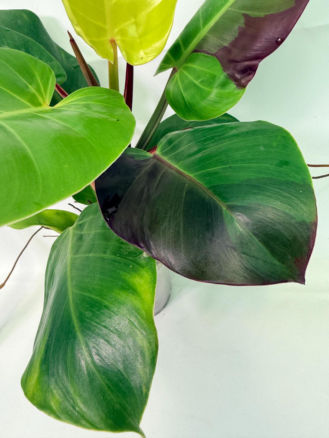 Philodendron Yellow Flame variegata