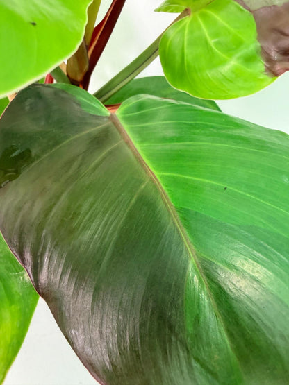 Philodendron Yellow Flame variegata