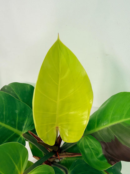 Philodendron Yellow Flame variegata