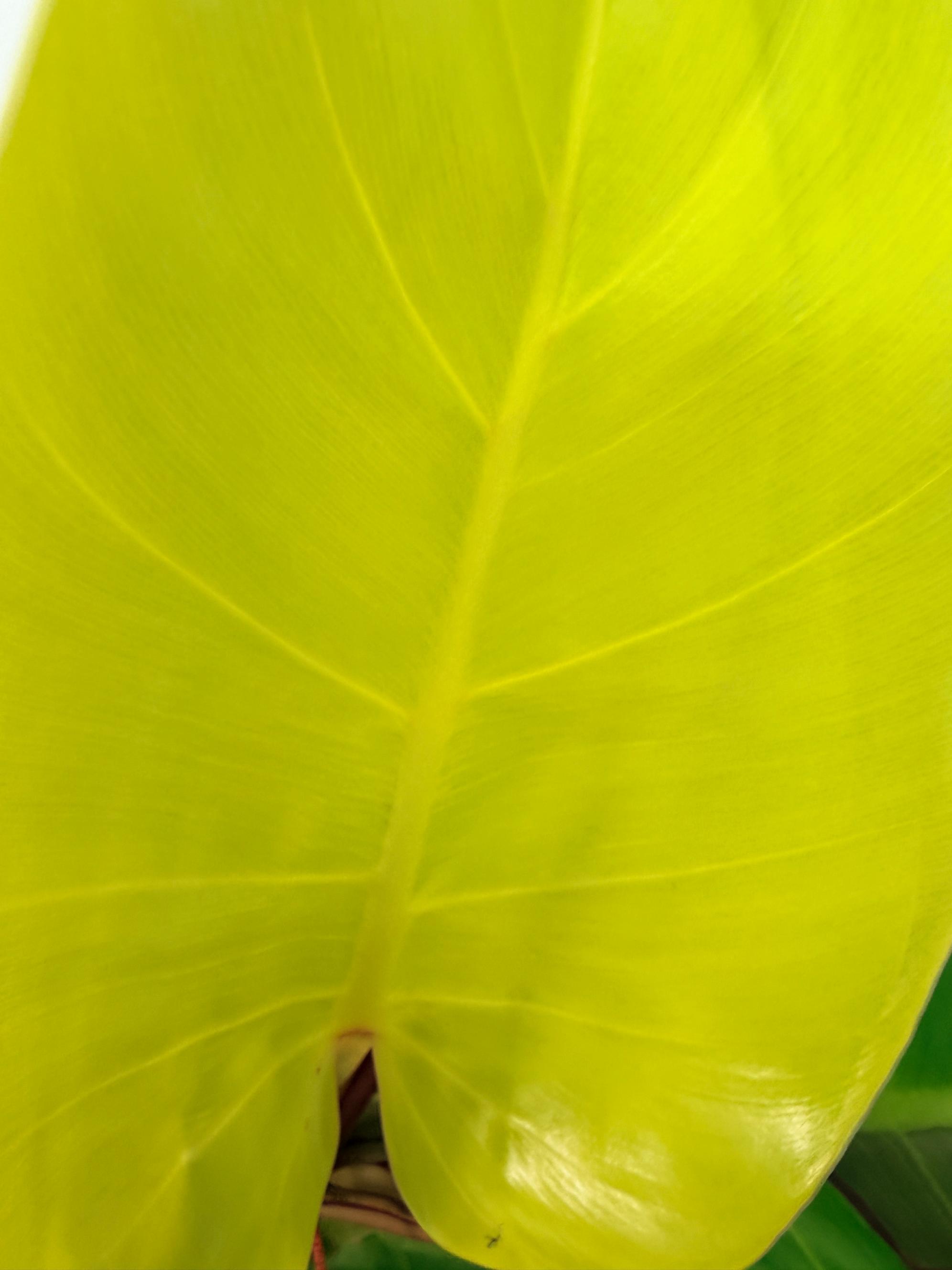 Philodendron Yellow Flame variegata